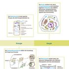 "Auf einen Blick" oben in Blau. Diagramme und Texte erklären Unterschiede zwischen Procyten, Eucyten und deren Zellkompartimenten.
