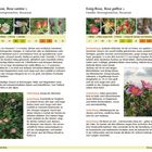 Texte: "Hunds-Rose, Rosa canina L.", "Essig-Rose, Rosa gallica L.", "Beschreibung", "Vorkommen", "Verbreitung", "Anmerkung". 

Links: Foto von rosa Blüten und Blättern. Rechts: Foto von rosa Blüten.