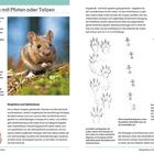 Säugetiere mit Pfoten oder Tatzen. Kleine Säugetiere wie Mäuse hinterlassen sternförmige Trittsiegel. Abbilder von Pfotenabdrücken zeigen verschiedene Spuren. Fotos einer Maus und eines Nagetiers.