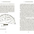 Seiten 24 und 25 mit dem Titel "DIE INDOEUROPÄISCHEN URSPRÜNGE". Abbildungen zeigen einen Stammbaum verschiedener Sprachen.