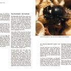Seite 18: "ETWAS HINTERGRUND MUSS SEIN". "Das Exoskelett – die Cuticula". Bild rechts: Eine Biene, detaillierter Blick auf Kopf und Flügel.