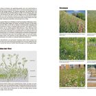 Texte: "Wiesentypen", "Aufbau einer Wiese". Links: Text über Wiesenarten. Rechts: Fotos von verschiedenen Wiesenarten.