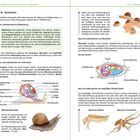 Texte beschreiben Weichtiere, ihren Bau und ihre Bedeutung. Illustrationen zeigen Schnecken, Muscheln und Tintenfische.