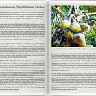 Titel: "Die Meereskokosnuss (Seychellennuss, Koko Dmer)". Text beschreibt die Pflanze als botanische Sensation und Frucht.