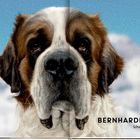 Text: "BERNHARDINER Schweizer Riese". Ein Bernhardiner mit braun-weißen Fell und großen, sanften Augen vor verschneiten Bergen.