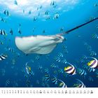 Kalender mit Datum 1-28 für den Monat Februar. Ein Rochen und viele bunte Fische im blauen Ozean schwimmen.