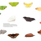 Text beschreibt die lebhaften Farben von Motten, die zur Tarnung, Abschreckung von Raubtieren und zur Warnung dienen. Daneben sind bunte Motten abgebildet.