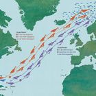 "Aryas Reise: Paarungszone, Nahrung und Geburt; über 8.500 km Route. Wale auf Karte zwischen Nordamerika und Europa."