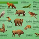 Europa. 
1. Igel
2. Rotfuchs
3. Schneeeule
4. Wildschwein
5. Europäische Wildkatze
6. Smaragdeidechse
7. Weißstorch
8. Turmfalke
9. Europäischer Maulwurf
10. Braunbär
11. Haselmaus
12. Alpenmurmeltier
13. Bienenfresser
14. Feuersalamander
15. Wisent 
16. Eichhörnchen