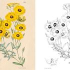 Links ist eine farbige Illustration mit gelben Blumen, rechts eine schwarz-weiße Version.