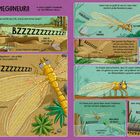 "MEGANEURO. BZZZZzzzzzzz! Ich bin eine Meganeura, das größte Fluginsekt. Riesige Augen, 70 cm Flügelspannweite."