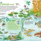 Ein Teich mit Tieren: Enten schwimmen, ein Frosch auf einem Seerosenblatt, Fische darunter. Nahe: Schilfrohr und Schlange.