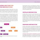 Aufbau und Funktion des Nervensystems. Zentrales Nervensystem. Peripheres Nervensystem. Diagramm mit Nervensystem-Aufteilung.