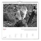 April. Zitat von Elke Heidenreich über das Leben und Lesen. Kalenderblatt, schwarz-weißes Foto einer Katze auf Baumstamm.