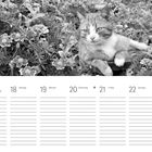 Kalenderwoche mit 17. bis 23. Mai; oben eine Katze liegend in Blumen.
