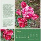 Texte: „Ich wünsche dir Resilienz“, „Februar“, „Rosenblüten“, Zitat von Doro Zachmann.  Bild mit rot-weißen Rosen.