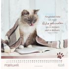 Zitat von Thomas von Kempen: "Nirgendwo habe ich mehr Ruhe gefunden als in Wäldern und in Büchern." Katze mit Decke auf Buch.
