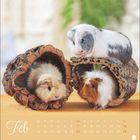 "Februar", Kalendertage sind nummeriert. Drei Meerschweinchen, zwei in Holzröhren, eins obenauf.