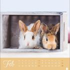 "Feb" oben, ein Kalender von Mo-So mit Daten darunter. Zwei Kaninchen sitzen nebeneinander in einem Holzkasten.