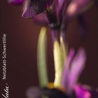 "Iris reticulata Netzblatt-Schwertlilie, Kalender für Februar, rosa Blüten mit gelbem Detail auf braunem Hintergrund."