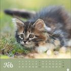 Text: "Feb", Kalendertage 1-28. Flauschiges Kätzchen im Gras, aufmerksam mit großen Augen nach vorne schauend.