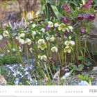 „FEBRUAR“: Ein Pflanzengarten mit weißen und violetten Blüten, umgeben von Steinen. Darunter ein Kalendarium für Februar.