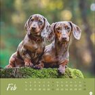 Text: "Feb" und Kalenderdaten darunter. Zwei junge, braun gefleckte Dackel sitzen auf einem moosbedeckten Baumstumpf.