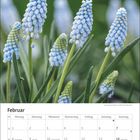 Kalender für Februar mit blauen Traubenhyazinthen im Hintergrund. Feiertage: Rosenmontag, Fastnacht, Aschermittwoch, Valentinstag.