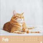Kalenderseite: "Feb" und Monatsdaten. Eine orangefarbene Katze entspannt mit geschlossenen Augen auf einem weichen Untergrund.