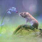 Kalender für Februar; eine Maus schnuppert an einem Marienkäfer auf einer blauen Blume.