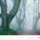 FEBRUAR, Kalender mit Nebellandschaft, große, verwobene Bäume flankieren einen Pfad im Wald, mystische Stimmung.