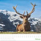 Kalenderblatt mit dem Monat Februar. Ein Hirsch ruht vor schneebedeckten Bergen unter blauem Himmel.