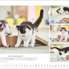 Zwei flauschige Kätzchen spielen mit buntem Papier auf einem Teppich. Wörter: "Main-Coon-Katzen", "Februar".