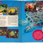 **Die Fische im Wasser**; **Wusstest du...**

Links: Verschiedene Fische; rechts: Schildkröte, Walhai, Korallen.