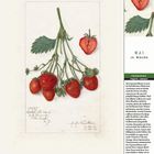 "Mai 19. Woche, Erdbeere. Montag 10 - Sonntag 16. Aquarell von Erdbeeren mit Blättern und einer halbierten Frucht."