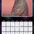 Kalender für November 2027. Bild eines Mannes in grauem Outfit vor rosa Hintergrund. Feiertage sind markiert.