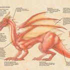 Anleitung zur Auswahl eines Drachen mit detaillierten Tipps. Illustration eines majestätischen, rot-goldenen Drachen.