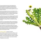 Text: "BOTANIK", "Löwenzahn", "zu den Korbblütlern gehörend". Bild: Löwenzahnpflanze mit Blüte und grünen Blättern rechts.