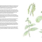 VERSCHIEDENES. 
Text über die historische Nutzung der Brennnessel. 
Rechts eine detaillierte botanische Illustration der Pflanze.