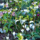Kalenderblatt für Februar 2027 mit Pflanzen: weiße und rosa Blüten, im Zentrum eine Glasglocke im Garten.
