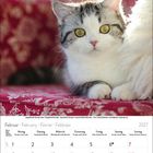 Kalender für Februar 2027. Ein junges Kätzchen liegt auf rotem Stoff mit Blumenmuster.