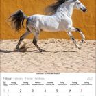 Kalenderseite für Februar 2027 mit Wochentagen in mehreren Sprachen. Ein galoppierendes weißes Pferd vor einer gelben Wand.