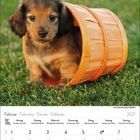Februar 2027 Kalender mit Wochen- und Feiertagen. Ein Welpe sitzt in einem umgekippten Holzeimer auf grünem Gras.