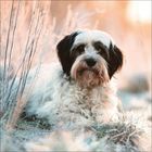 Ein flauschiger Hund liegt entspannt im frostigen Gras, umgeben von sanftem, warmem Licht.