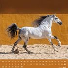 Kalender für Februar 2027. Ein weißes Pferd galoppiert vor einer gelben Wand auf sandigem Boden.
