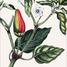 CAPSICUM ANNUUM. Fam. Solanaceae. Illustration: Paprikapflanze mit roten Früchten, Blüten und Kalender für Februar.