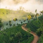 Kalenderblatt mit Zahl 2 und Jahr 2017. Szenische Landschaft mit grünen Feldern und Bäumen im Nebel.