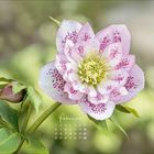 "Februar" und ein Kalender mit Wochentagen. Ein hellrosa Blume mit violetten Punkten, daneben grüne Blätter und Knospe.