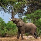 Ein Elefant streckt seinen Rüssel hoch, um Blätter von einem Baum zu erreichen, umgeben von üppigem Grün und Bäumen.