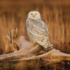 Ein Schneeeule sitzt auf einem verwitterten Baumstamm in einer braunen Gräserlandschaft und schaut direkt nach vorn.